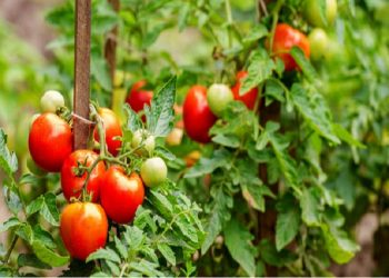 kastani-ritidwsh-ntomates-paragwgoi