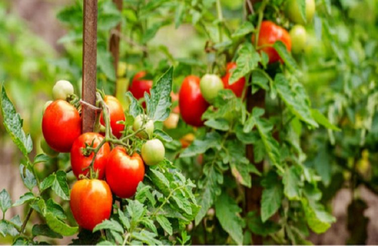 kastani-ritidwsh-ntomates-paragwgoi