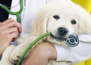 Προσλήψεις κτηνιάτρων στην Περιφέρεια Αττικής: Μέχρι πότε μπορείτε να κάνετε αίτηση