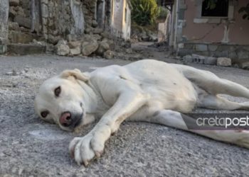 Σεισμός στην Κρήτη: Ένας σκύλος, ο τελευταίος κάτοικος στο ισοπεδωμένο Χουμέρι