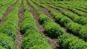 Κρήτη – Πλατφόρμα ελεύθερης πρόσβασης άρδευσης ακριβείας για κάθε καλλιέργεια – Πως λειτουργεί, τι δυνατότητες παρέχει