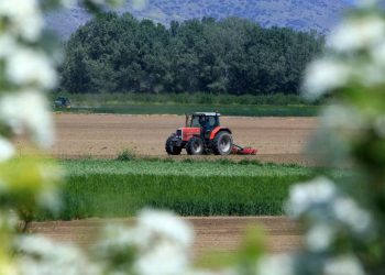 Ξεκίνησε η χορήγηση ενισχύσεων σε ελιές και καπνά Βιρτζίνια από τον ΟΠΕΚΕΠΕ