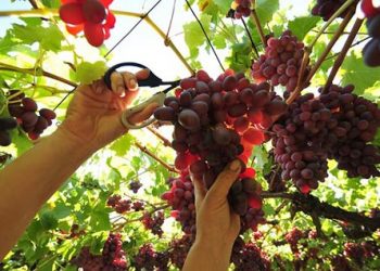 dy=uskoli-xronia-stafylia-crimson