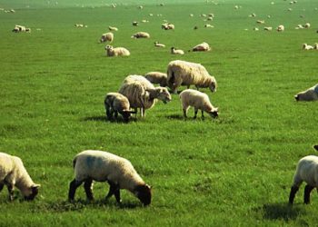 lysh-gia-kya-boskotopoi-upourgeio