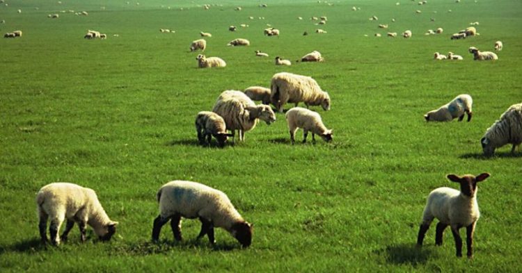 lysh-gia-kya-boskotopoi-upourgeio