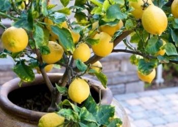 ptwsi-timwn-lemonia-paragwgoi