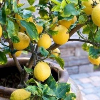 ptwsi-timwn-lemonia-paragwgoi