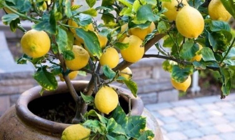 ptwsi-timwn-lemonia-paragwgoi