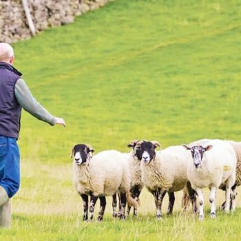 sunantisi-livanou-ktinotrofwn-agora