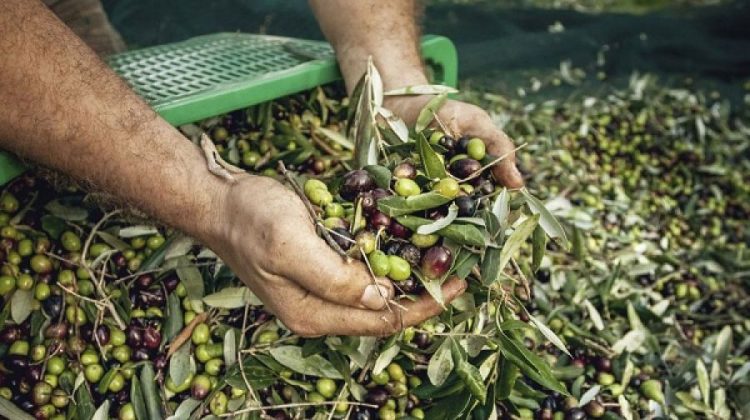 xania-meiwmenh-elaioparagwgh