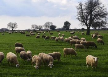 Στελέχη ΟΠΕΚΕΠΕ: Μερίδα κτηνοτρόφων της Κρήτης αντιδρά στη μεταρρύθμιση των επιδοτήσεων