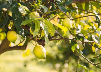 apo-lepta-timh-sta-lemonia