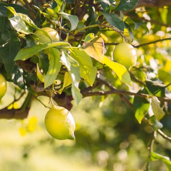 apo-lepta-timh-sta-lemonia