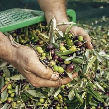 enhmerwsh-elaioparagwgw-krhths-sugkomidh