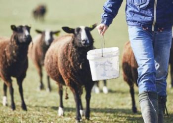 opekepe-kthnotrofia-gewrgia