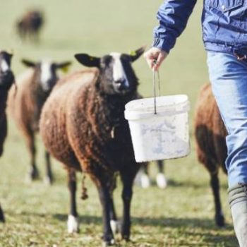 opekepe-kthnotrofia-gewrgia