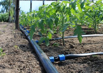 mikra-ardeutika-sunexeis-parataseis