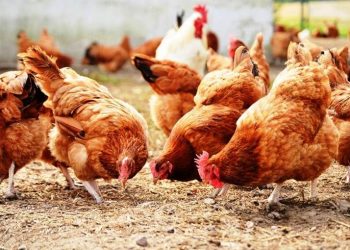 Τσεχία: Θα θανατωθούν 80.000 κοτόπουλα λόγω της γρίπης των πτηνών