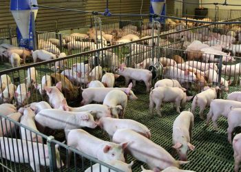 dromologeitai-koronoenisxush-xoirotrofwn