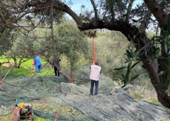 Ηράκλειο: Συνεργασία Δήμου και ΚΕΘΕΑ για την αξιοποίηση των ελαιοδέντρων και τη στήριξη των αδύναμων πολιτών