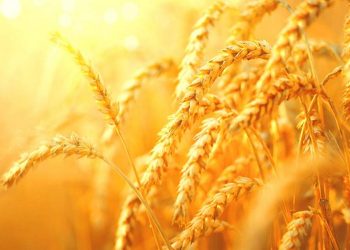 Δημητριακά – Ρεκόρ παραγωγής για να διατηρηθεί ο εφοδιασμός των αγορών