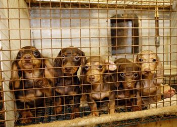 sustaseis-eurwbouleutwn-gia-allages-stis