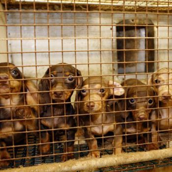 sustaseis-eurwbouleutwn-gia-allages-stis