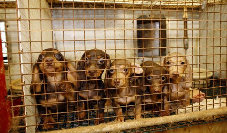 sustaseis-eurwbouleutwn-gia-allages-stis