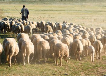 up-agr-anaptukshs-zhta-pistopoihtiko