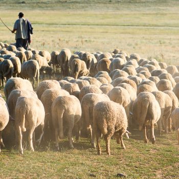 up-agr-anaptukshs-zhta-pistopoihtiko