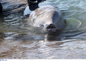 Πέθανε η φάλαινα Ζιφιός που ξεβράστηκε στο Σαρωνικό