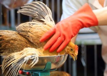 Γρίπη των πτηνών: Ανιχνεύτηκαν και νέα κρούσματα – Συναγερμός σε όλη τη χώρα