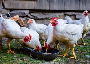 Αλμα άνω του 30% στην τιμή του κοτόπουλου, εκτίναξη στις τιμές ζωοτροφών
