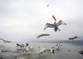 Σε ύφεση η γρίπη των πτηνών στην άγρια ορνιθοπανίδα της Πρέσπας