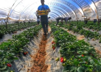 Παρέμβαση στον Υπουργό Αγροτικής Ανάπτυξης για τους εργάτες γης