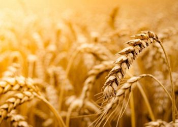 kupros-agorazei-36000-tonous-sithrwn