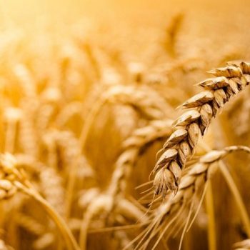 kupros-agorazei-36000-tonous-sithrwn