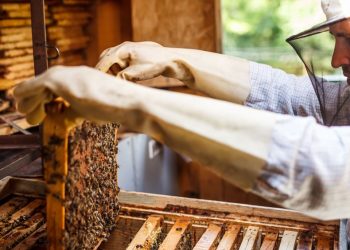 Αποκλεισμένοι πολλοί μελισσοκόμοι από το νέο πρόγραμμα βιολογικών