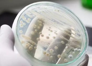 Επικίνδυνος ο μύκητας Candida auris – Ποια μέτρα προφύλαξης χρειάζονται