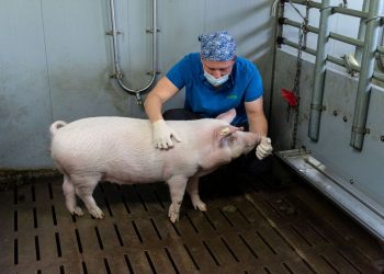 Γεωργαντάς: Έρχεται αύξηση των συνδεδεμένων ενισχύσεων για τα ζώα εκτροφής