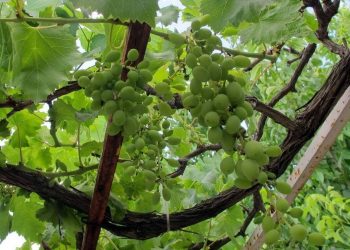 Πράσινος Τρύγος: Για λίγο ακόμα οι αιτήσεις για το πρόγραμμα