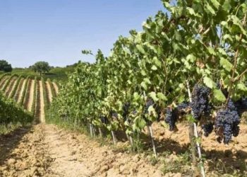 Αμπέλι: Ξεκινούν οι αιτήσεις για την πρώιμη συγκομιδή – Οι ποικιλίες και οι τιμές ενίσχυσης