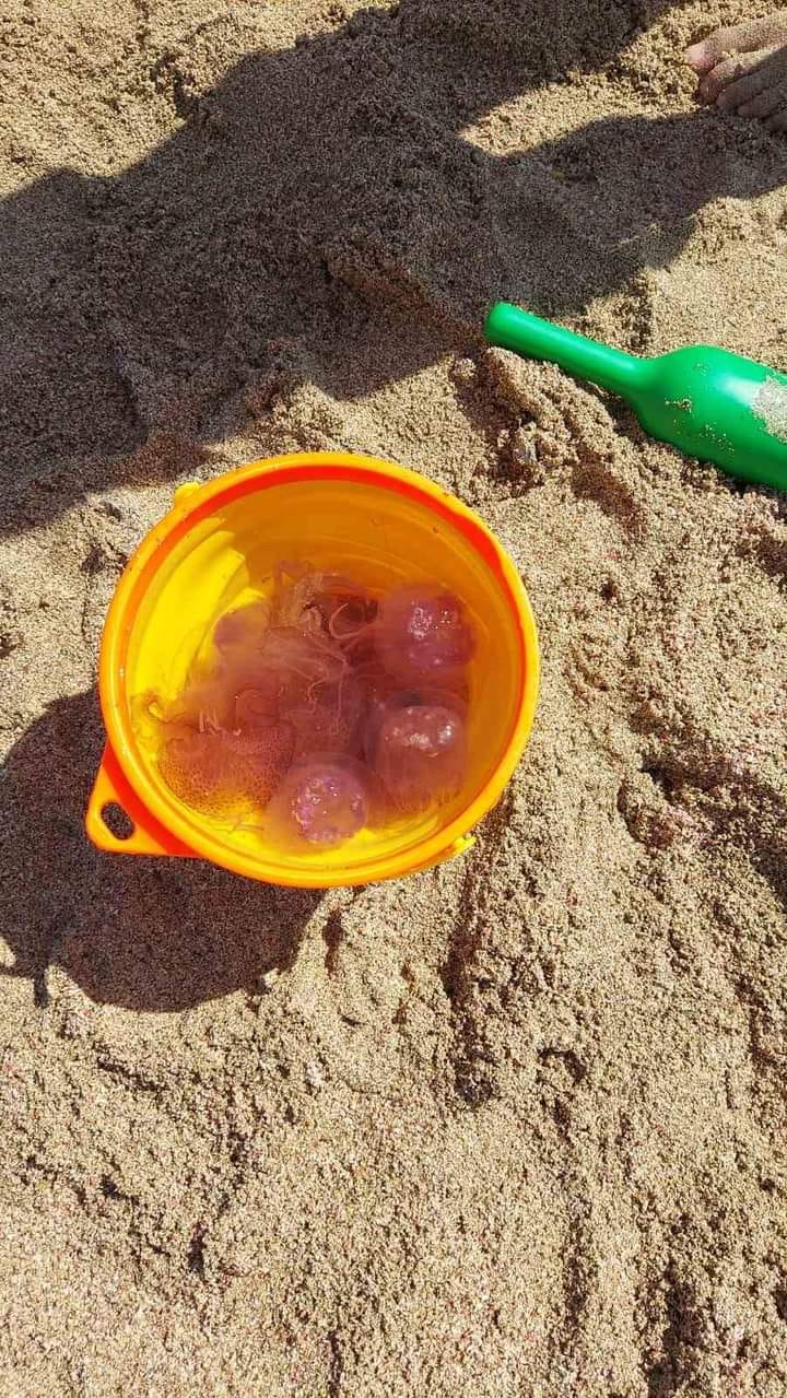 Κρήτη: Οι μωβ μέδουσες έφτασαν στα Φαλάσαρνα