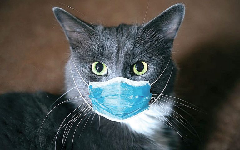 Kτηνίατρος μολύνθηκε με κορωνοϊό από γάτα!