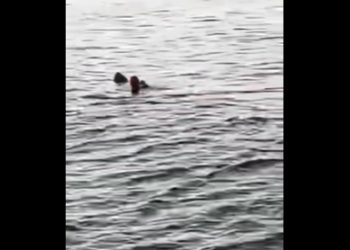 VIDEO: Καρχαρίας κατασπάραξε τουρίστρια σε θέρετρο (σκληρές εικόνες)