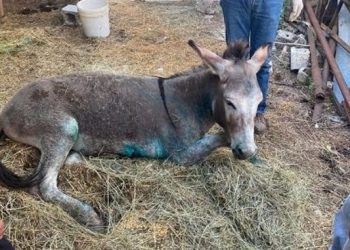 Υπεβλήθη σε ευθανασία το κακοποιημένο γαϊδουράκι στο Γραμμένο των Ιωαννίνων