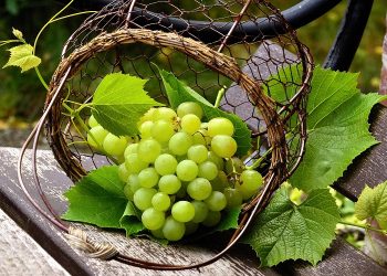 Σε απόγνωση οι παραγωγοί στο Δήμο Κορινθίων για τη Σουλτανίνα