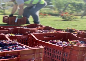 Αμπέλι: Οδηγίες για την υποβολή δηλώσεων συγκομιδής
