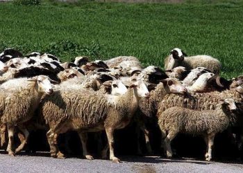 Καινοτόμες ηχοτοπικές εφαρμογές οδηγούν στη δημιουργία νέου αγροτουριστικού προϊόντος