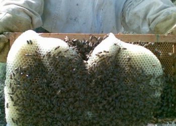 29η AGROTICA: Καινοτόμα πλατφόρμα στοχεύει σε βελτίωση αποδόσεων στη μελισσοκομία